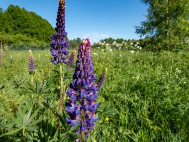 Mavi kapsül lupine (büyük yapraklı, büyük yapraklı lupin) (Lupinus polyphyllus) yazın bir çayırda büyüyen yakın çekim