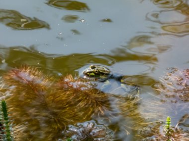 Yazın suda yüzen yaygın su kurbağası veya yeşil kurbağanın (Pelophylax esculentus) yakın plan çekimi
