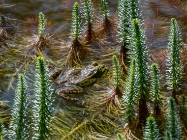 Yazın yeşil yapraklar arasında suda yüzen yaygın su kurbağası veya yeşil kurbağanın (Pelophylax esculentus) yakın plan çekimi
