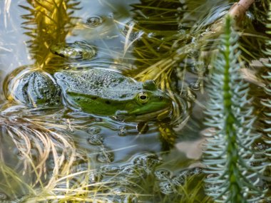 Yazın yeşil yapraklar arasında suda yüzen yaygın su kurbağası veya yeşil kurbağanın (Pelophylax esculentus) yakın plan çekimi