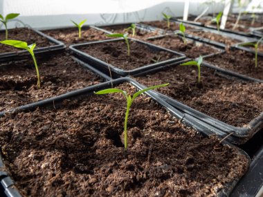 Küçük, yeşil ev yapımı biber bitkileri parlak güneş ışığında pencere pervazında plastik kaplarda yetişiyor. Kapalı alanda bahçıvanlık ve fidanlar.