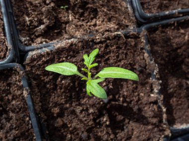 Pencere kenarındaki plastik saksılarda büyüyen küçük domates fidelerinin yakın plan çekimi. Kapalı alanda bahçıvanlık ve fidanlar.