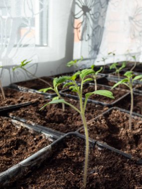Pencere kenarındaki plastik saksılarda büyüyen küçük domates fidelerinin yakın plan çekimi. Kapalı alanda bahçıvanlık ve fidanlar.