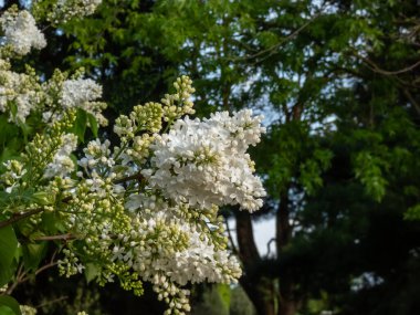 Yaygın Leylak 'ın (şırınga vulgaris) baharda bir parkta beyaz çiçeklerle açtığı yakın çekim