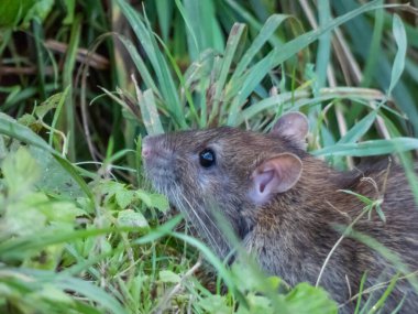 Yeşil çimlerin üzerinde oturan koyu gri kürklü sıradan farenin (Rattus norvegicus) yakın çekimi