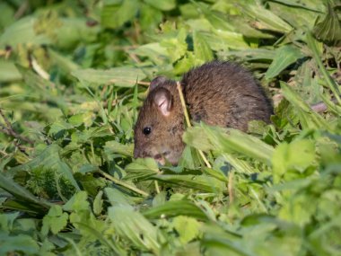 Günışığında yeşil çimlerin üzerinde oturan koyu gri kürklü çocuk faresi (Rattus norvegicus)