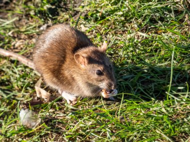 Yaygın sıçanın (Rattus norvegicus) açık ağızda yiyecek parçaları ve yeşil çimenlerdeki pençelerle yakın plan çekimi.