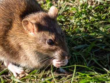 Yaygın sıçanın (Rattus norvegicus) açık ağızda yiyecek parçaları ve yeşil çimenlerdeki pençelerle yakın plan çekimi.