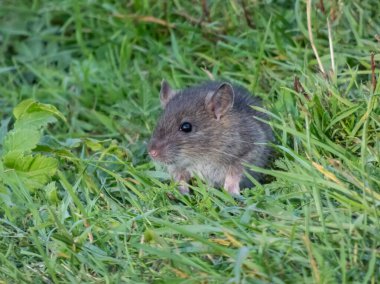 Günışığında yeşil çimlerin üzerinde oturan koyu gri kürklü çocuk faresi (Rattus norvegicus)