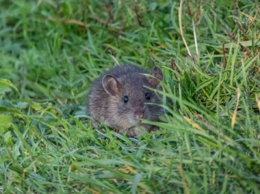 Yeşil çimlerin üzerinde oturan koyu gri kürklü çocuk sıçan (Rattus norvegicus)