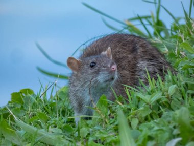 Arka planda mavi suyla yeşil çimlerin üzerinde oturan Rattus Norvegicus 'un (Rattus norvegicus) yakın plan resmi.