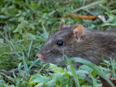 Yeşil çimlerin üzerinde oturan koyu gri kürklü sıradan farenin (Rattus norvegicus) yakın çekimi