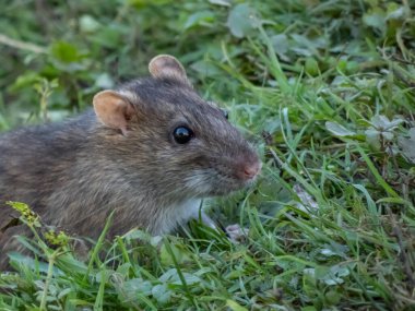 Yeşil çimlerin üzerinde oturan koyu gri kürklü sıradan farenin (Rattus norvegicus) yakın çekimi