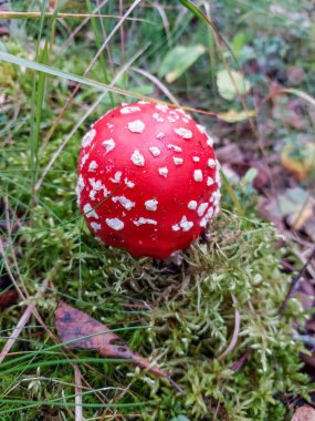 Sonbaharda yeşil yosun ve kuru yapraklarla çevrili bir ormanda beyaz siğilli kırmızı sinek mantarı (Amanita Muscaria).