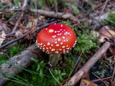 Sonbaharda yeşil yosun ve kuru yapraklarla çevrili bir ormanda beyaz siğilli kırmızı sinek mantarı (Amanita Muscaria).