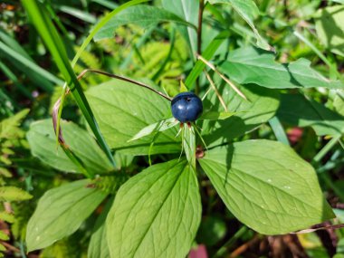 Herb-Paris 'in yakın çekimi ya da gerçek aşığın düğümü (Paris kuadrifolisi) yazın zehirli olan yaban mersinine benzer bir dut ile.