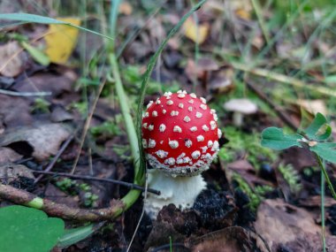 Sonbaharda yeşil yosun ve kuru yapraklarla çevrili bir ormanda beyaz siğilli kırmızı sinek mantarı (Amanita Muscaria).