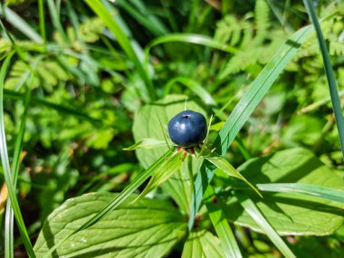 Herb-Paris 'in yakın çekimi ya da gerçek aşığın düğümü (Paris kuadrifolisi) yazın zehirli olan yaban mersinine benzer bir dut ile.