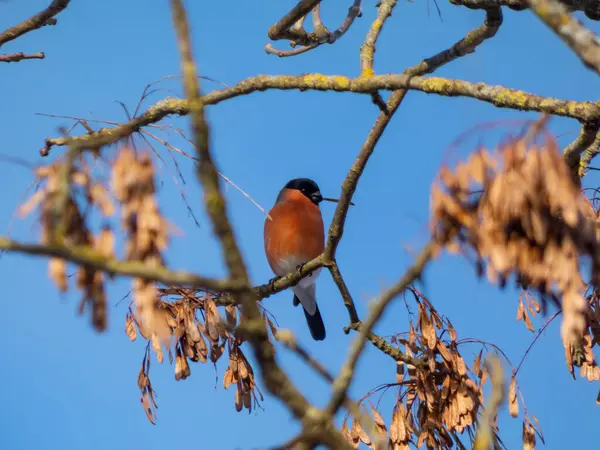 Kırmızı kuş Avrasya ispinozu (Pyrrhula pyrrhula), arka planda mavi gökyüzü olan bir ağacın dallarında oturur.