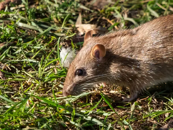 Yaygın farenin (Rattus norvegicus) parlak gün ışığında yeşil çimlerde oturan koyu gri kürklü yakın çekimi