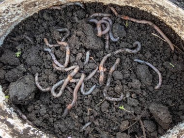 Balık yemi olarak bir kovadaki siyah topraktaki pek çok solucanı yakından çek.
