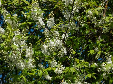İlkbaharda kuş kirazı, böğürtlen, böğürtlen veya mayday ağacı (Prunus padus) sarkık uzun kümelerde (racemes) beyaz çiçeklerin yakın plan çekimi