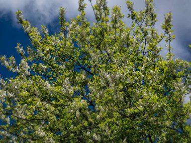 Kuş kirazı, böğürtlen veya mayday ağacı (Prunus padus) sarkık uzun kümeler içinde beyaz çiçeklerin (racemes) yakın plan arkaplanda mavi gökyüzü