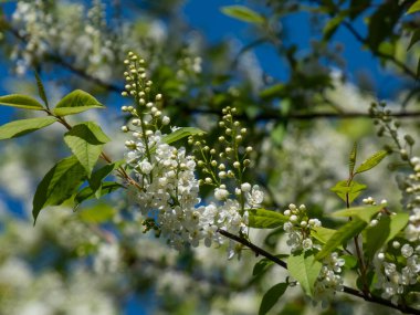 Kuş kirazı, böğürtlen veya mayday ağacı (Prunus padus) sarkık uzun kümeler içinde beyaz çiçeklerin (racemes) yakın plan arkaplanda mavi gökyüzü