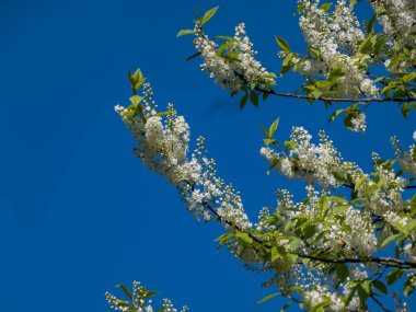 Kuş kirazı, böğürtlen veya mayday ağacı (Prunus padus) sarkık uzun kümeler içinde beyaz çiçeklerin (racemes) yakın plan arkaplanda mavi gökyüzü