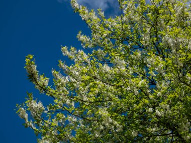 Kuş kirazı, böğürtlen veya mayday ağacı (Prunus padus) sarkık uzun kümeler içinde beyaz çiçeklerin (racemes) yakın plan arkaplanda mavi gökyüzü