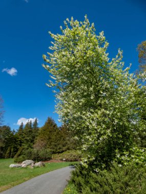 Kuş kirazı, böğürtlen ya da mayday ağacı (Prunus padus), sarkık uzun kümelerdeki beyaz çiçeklerle dolu, arka planda mavi gökyüzü bulunan bir parkta yetişir.