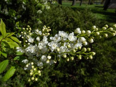 İlkbaharda kuş kirazı, böğürtlen, böğürtlen veya mayday ağacı (Prunus padus) sarkık uzun kümelerde (racemes) beyaz çiçeklerin yakın plan çekimi