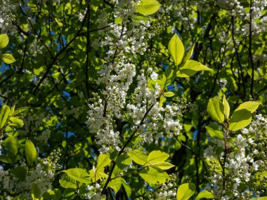 İlkbaharda kuş kirazı, böğürtlen, böğürtlen veya mayday ağacı (Prunus padus) sarkık uzun kümelerde (racemes) beyaz çiçeklerin yakın plan çekimi
