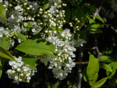 İlkbaharda kuş kirazı, böğürtlen, böğürtlen veya mayday ağacı (Prunus padus) sarkık uzun kümelerde (racemes) beyaz çiçeklerin yakın plan çekimi