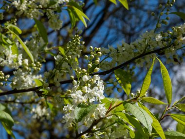 Kuş kirazı, böğürtlen veya mayday ağacı (Prunus padus) sarkık uzun kümeler içinde beyaz çiçeklerin (racemes) yakın plan arkaplanda mavi gökyüzü