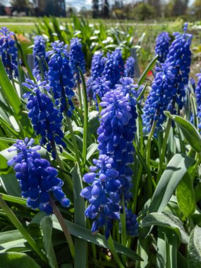 Mavi Üzüm Hyacinth 'in (Muscari Ermeniacum) yakın plan görüntüsü)' Cennet 'parlak mavi, çan şeklinde çiçeklerle bahçedeki üzüm gibi kümeler halinde çiçek açıyor