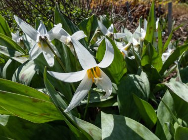 Beyaz zambak, alabalık, engerek dili ya da sarı kardelen (Erythronium albidum) beyaz, nilüferimsi çiçekli beyaz tepeler ve sarı pullu