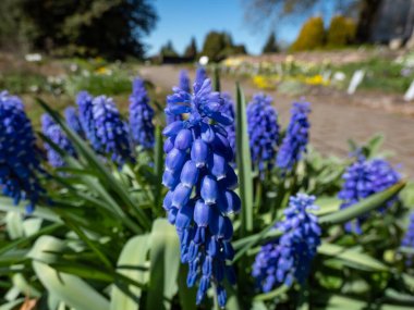 Mavi Üzüm Hyacinth 'in (Muscari Ermeniacum) yakın plan görüntüsü)' Cennet 'parlak mavi, çan şeklinde çiçeklerle bahçedeki üzüm gibi kümeler halinde çiçek açıyor