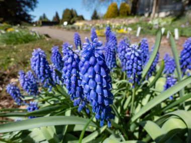 Mavi Üzüm Hyacinth 'in (Muscari Ermeniacum) yakın plan görüntüsü)' Cennet 'parlak mavi, çan şeklinde çiçeklerle bahçedeki üzüm gibi kümeler halinde çiçek açıyor