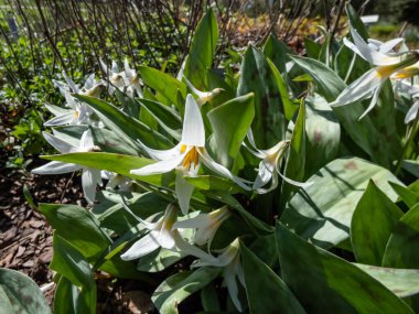 Beyaz zambak, alabalık, engerek dili ya da sarı kardelen (Erythronium albidum) beyaz, nilüferimsi çiçekli beyaz tepeler ve sarı pullu