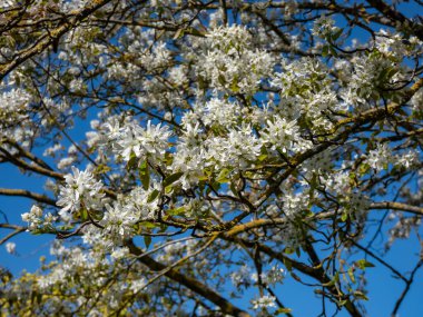 Juneberry 'nin yakın çekimi, Shadbush veya karlı mespilus (amelanchier lamarckii)' Balerin 'baharda bir parkta beyaz, yıldız şeklinde çiçeklerle çiçek açıyor