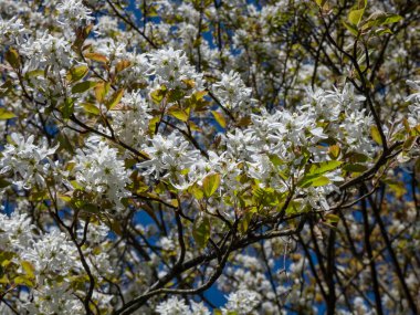 Juneberry 'nin yakın çekimi, Shadbush veya karlı mespilus (amelanchier lamarckii)' Balerin 'baharda bir parkta beyaz, yıldız şeklinde çiçeklerle çiçek açıyor