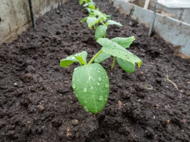 Bahçedeki toprakta yetişen ilk yapraklarla küçük bir salatalık bitkisine (salatalık satisi) yakın plan. Bahçe işleri ve gıda yetiştirme kavramı