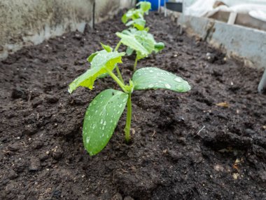 Küçük salatalık bitkilerine (salatalık sativus) yakın plan serada toprakta yetişen ilk yapraklar. Bahçe işleri ve gıda yetiştirme kavramı