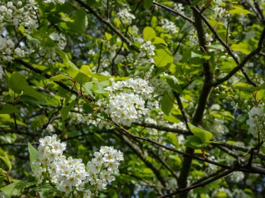 İlkbaharda kuş kirazı, böğürtlen, böğürtlen veya mayday ağacı (Prunus padus) sarkık uzun kümelerde (racemes) beyaz çiçeklerin yakın plan çekimi