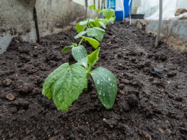 Bahçedeki toprakta yetişen ilk yapraklarla küçük bir salatalık bitkisine (salatalık satisi) yakın plan. Bahçe işleri ve gıda yetiştirme kavramı