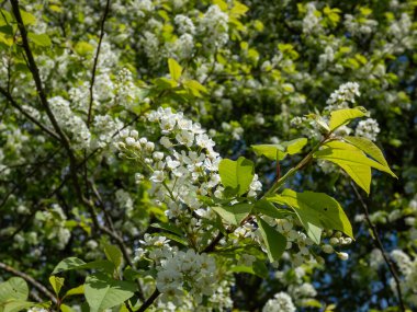 İlkbaharda kuş kirazı, böğürtlen, böğürtlen veya mayday ağacı (Prunus padus) sarkık uzun kümelerde (racemes) beyaz çiçeklerin yakın plan çekimi