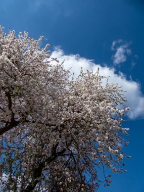 Pembe çiçek tomurcuklarıyla dolu büyük elma ağacının manzarası ve arka planda mavi gökyüzü ile baharda bir meyve bahçesinde beyaz çiçekler.