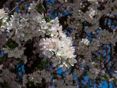 Çiçek açan büyük elma ağacının manzarası Pembe çiçek tomurcukları ve baharda bir meyve bahçesinde beyaz çiçekler