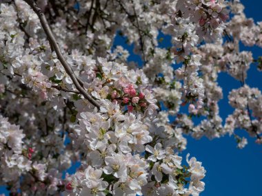 Pembe çiçek tomurcuklarıyla dolu büyük elma ağacının manzarası ve arka planda mavi gökyüzü ile baharda bir meyve bahçesinde beyaz çiçekler.